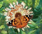 Бабочка на цветке АЖ-1205