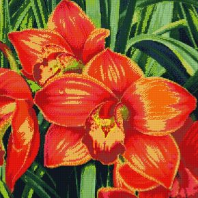 Красные орхидеи АЖ-1026