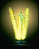 Растение Для Аквариума Penn-Plax (Пенн-Плакс) Светящееся Маяка Р8SGL 17,5см   Прочее