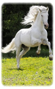 Подарочный сертификат КСК 'Белая лошадь'