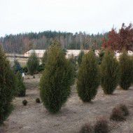 Туя Западная (Thuja occidentalis) от 20 до 50 см