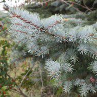 Ель Голубая Колючая (Picea pungens) от 20 до 30 см