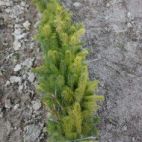 Ель Сибирская (Picea obovata) от 20 до 70 см