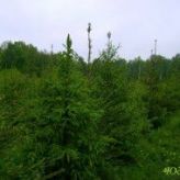 Ель Европейская (Picea abies) от 20 до 50 см