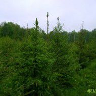Ель Европейская (Picea abies) от 20 до 50 см