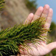 Сосна Обыкновенная (Pinus sylvestris) от 20 до 70 см