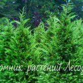 Лиственница Японская (Larix kaempferi) от 20 до 50 см