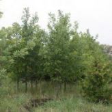 Дуб Черешчатый (Quercus robur) от 20 до 70 см