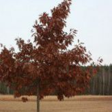 Дуб Красный (Quercus rubra) от 20 до 70 см