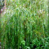 Ива Плакучая (Salix pendulina, отправление не укорененными черенками) от 15 до 25 см