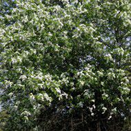 Черемуха Обыкновенная (Prunus padus) от 20 до 70 см