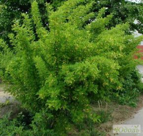 Акация Желтая (Caragana arborescens - Карагана Древовидная) от 20 до 60 см