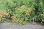 Барбарис Обыкновенный (Berberis vulgaris) от 20 до 60 см