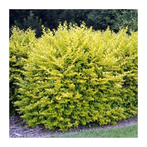 Бирючина Обыкновенная (Ligustrum vulgare) от 20 до 60 см