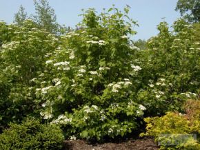 Калина Обыкновенная (Viburnum opulus) от 20 до 60 см