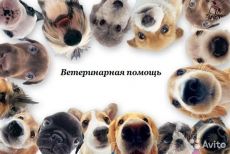 Выездная ветеринарная служба. Вызов ветеринара на дом Екатеринбург